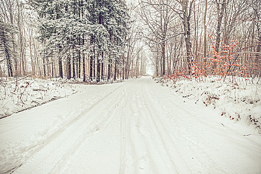 道路,雪,树林,冬天