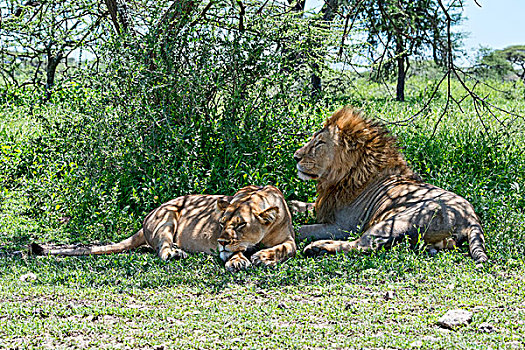 狮子,雄性,女性,休息,荫凉,坦桑尼亚,非洲