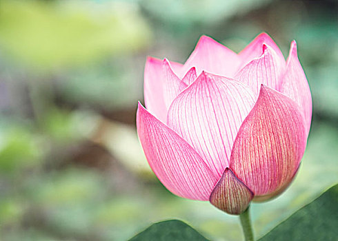 特写,粉色,莲花,湖,中国