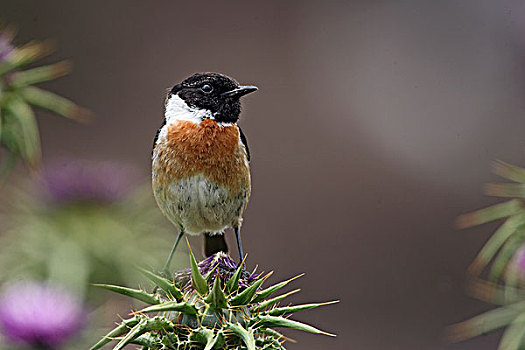 普通,野翁鸟,黑喉石鵖,栖息,蒙弗拉格,国家公园,埃斯特雷马杜拉,西班牙