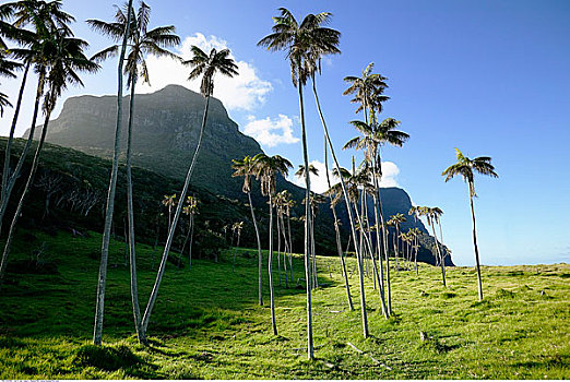 小树林,棕榈树,悬崖,豪勋爵岛,新南威尔士,澳大利亚