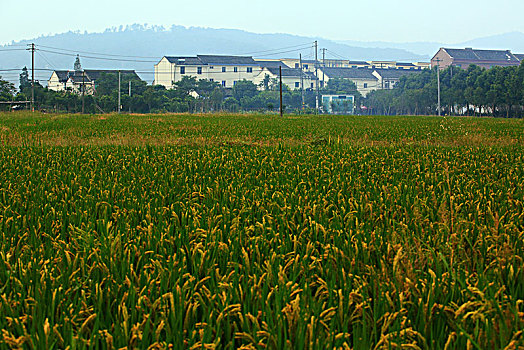 田园,水稻