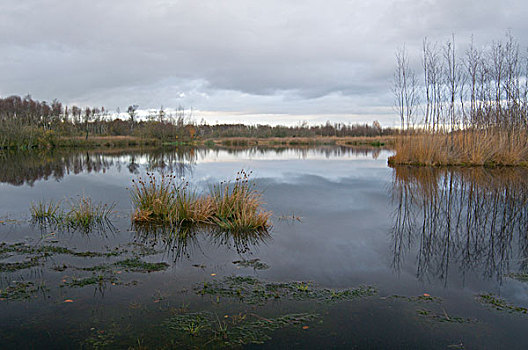 湿地,水池,国际,自然公园,荷兰,欧洲