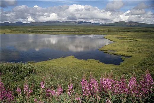 野花,湖岸,壶,湖,德纳里峰,公路,阿拉斯加,美国