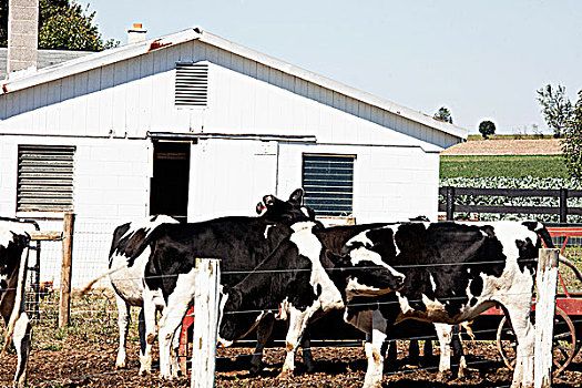 母牛,农场,兰卡斯特,宾夕法尼亚,美国