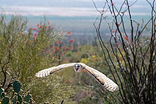 仓鸮,索诺拉沙漠,亚利桑那,美国