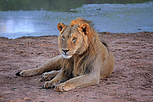 狮子,雄性,五个,岁月,休息,水,禁猎区,卡拉哈里沙漠,北角,南非,非洲