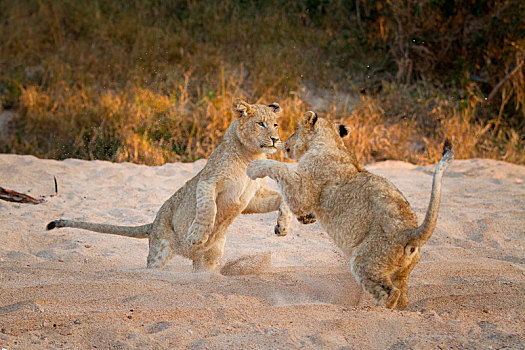 两个,幼狮,狮子,站立,后腿,沙子,玩,爪子,空中