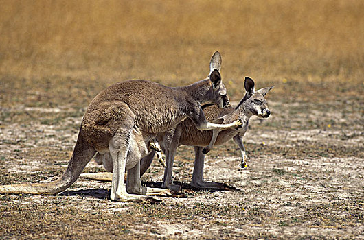 红袋鼠,幼兽,育儿袋,澳大利亚