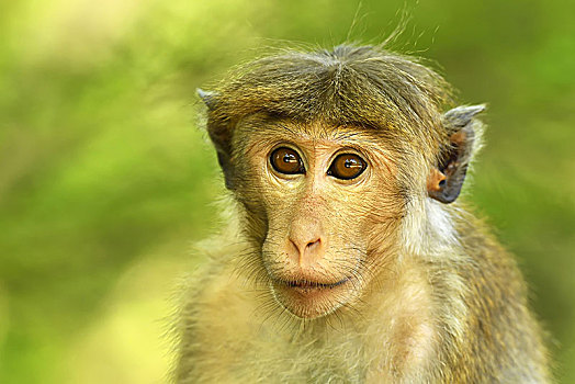无边帽,短尾猿,弥猴属,小动物,坐,树,动物,国家公园,斯里兰卡,亚洲