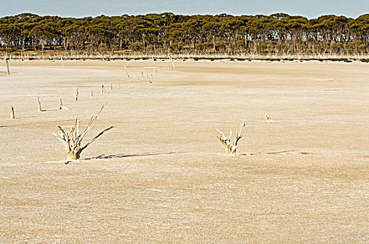 死,树,盐湖,湖,优雅,湿地,区域,西澳大利亚州,澳大利亚