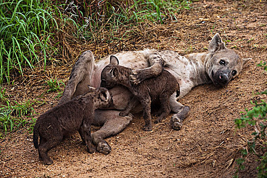 斑鬣狗,女性,哺乳,幼兽,克鲁格国家公园,南非