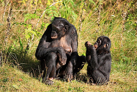 倭黑猩猩,非洲,女性,幼兽,俘获,阿培尔顿,格尔德兰,荷兰,欧洲