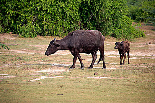 水牛,幼兽,国家公园,斯里兰卡,亚洲