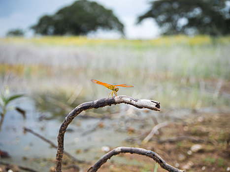 蜻蜓,自然,背景