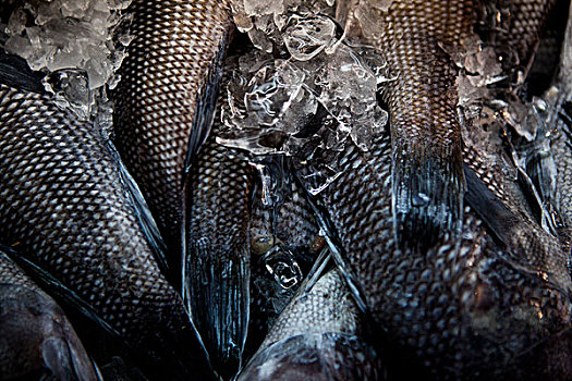 鱼肉,融化,冰,全画幅