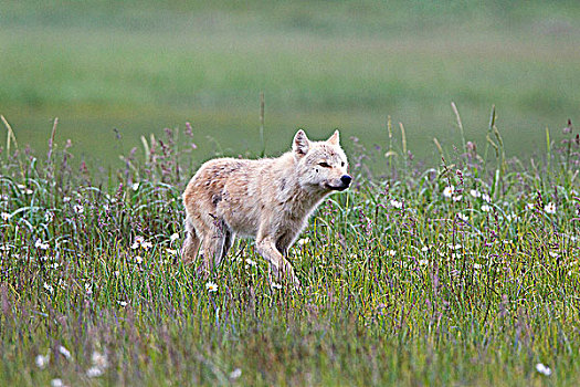 狼,卡特麦国家公园,阿拉斯加,美国