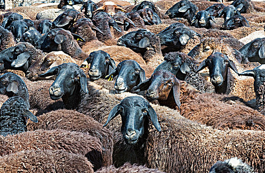 绵羊,牧群,畜栏,南,区域,哈萨克斯坦,亚洲