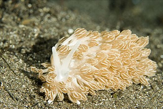 裸鳃类动物,输入,软珊瑚,科莫多岛,印度尼西亚