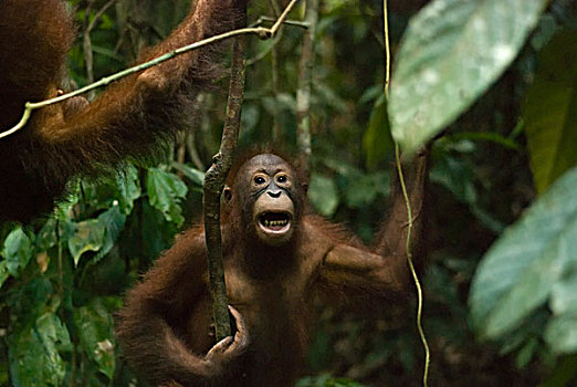 malaysia,borneo,sepilok,orangutan,in,the,rainforest