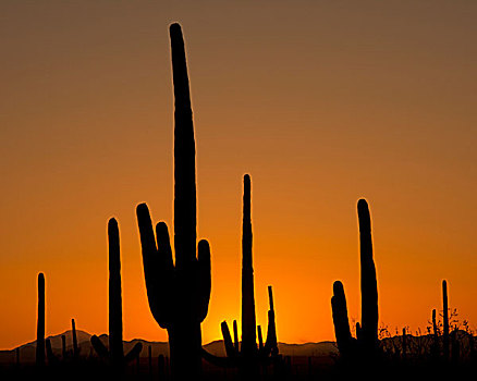 树形仙人掌,日落,萨瓜罗国家公园,亚利桑那,美国