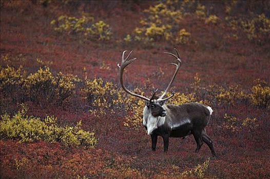 北美驯鹿,驯鹿属,雄性动物,秋天,苔原,德纳利国家公园和自然保护区,阿拉斯加