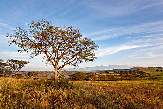 火山口,区域,伊丽莎白女王国家公园,鲁文佐里山地区,鲁文佐里山,山,乌干达