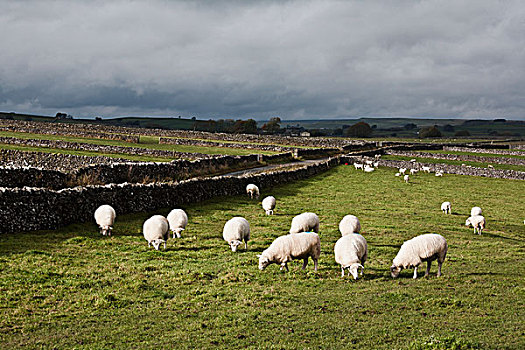 英国,英格兰,德贝郡,绵羊,放牧,地点,石墙