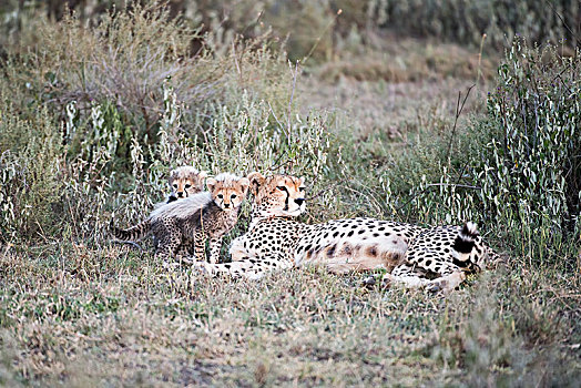 两个,小,幼兽,靠近,女性,印度豹,猎豹,卧,短小,草,恩戈罗恩戈罗火山口,保护区,坦桑尼亚