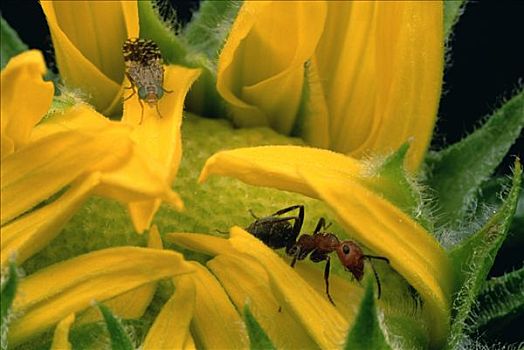 蚂蚁,飞行,白杨,向日葵,科罗拉多