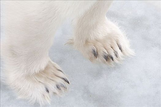 北极熊,爪子,丘吉尔市,曼尼托巴,加拿大
