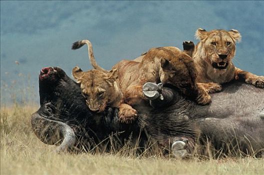 非洲狮,狮子,雌性,杀戮,南非水牛,非洲水牛,塞伦盖蒂国家公园,坦桑尼亚