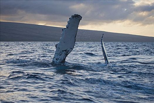 夏威夷,毛伊岛,驼背鲸