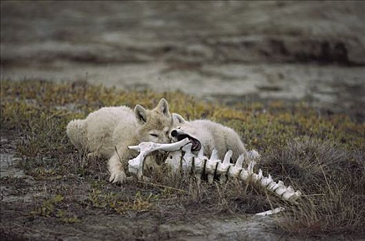 北极狼,狼,幼仔,咬,麝牛,骨头,艾利斯摩尔岛,加拿大