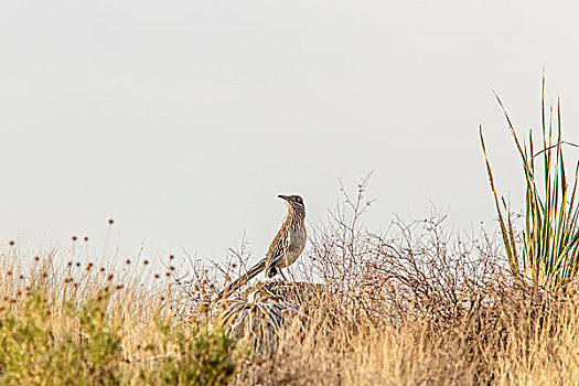雌性,大湾国家公园,德克萨斯,美国