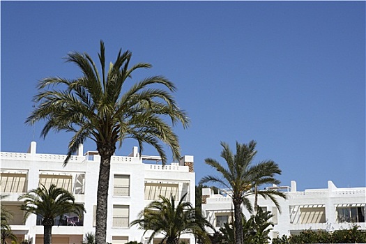 地中海,白房子,棕榈树,蓝天