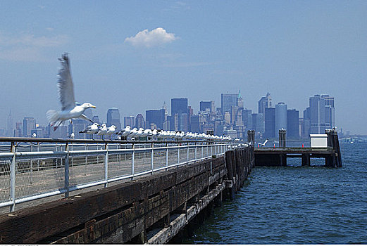 鸟,自由女神像,码头,曼哈顿,纽约,美国