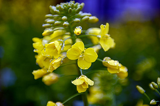 油菜花