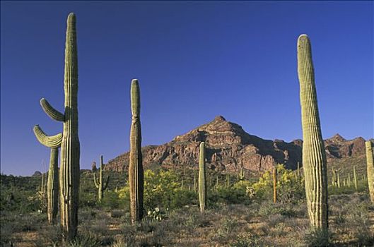美国,亚利桑那,管风琴仙人掌国家保护区,巨柱仙人掌,山,背景