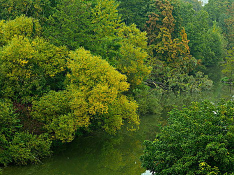 秋日树林,靠近,施佩萨特,巴伐利亚,德国