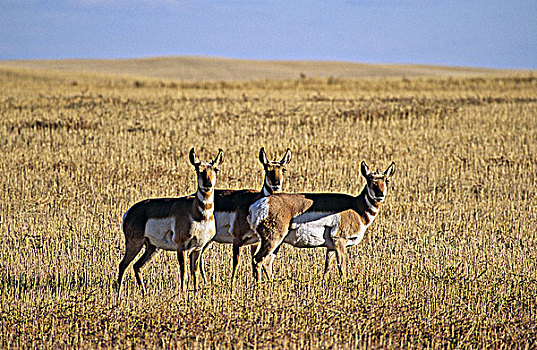 叉角羚,南方,艾伯塔省,加拿大