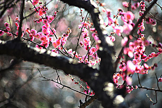 梅花,花朵,梅园,春天,报春