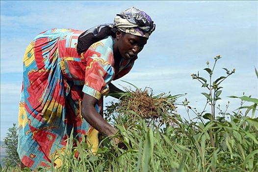 卢旺达,女人,农事