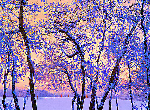白霜,黄昏,艾伯塔省,加拿大