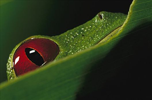 红眼树蛙,特写,眼,坐,叶子,国家公园,巴拿马