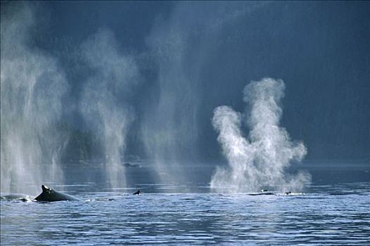 驼背鲸,大翅鲸属,鲸鱼,一对,喷涌,阿拉斯加