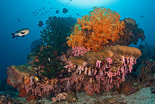 印度尼西亚,四王群岛,黑色,鲷鱼,游动,过去,珊瑚礁