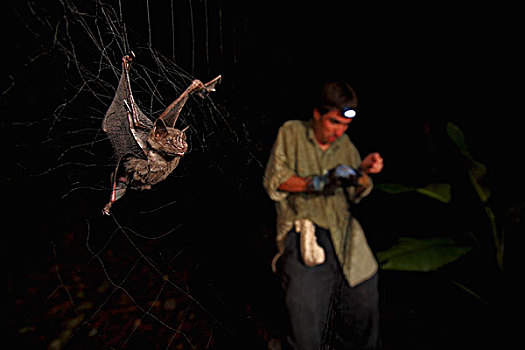 蝙蝠,研究人员,塞尔吉奥,抓住,史密森尼,热带,研究站,科罗拉多岛,巴拿马