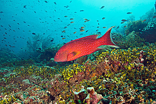 石斑鱼,游泳,上方,珊瑚礁,巴厘岛,印度尼西亚