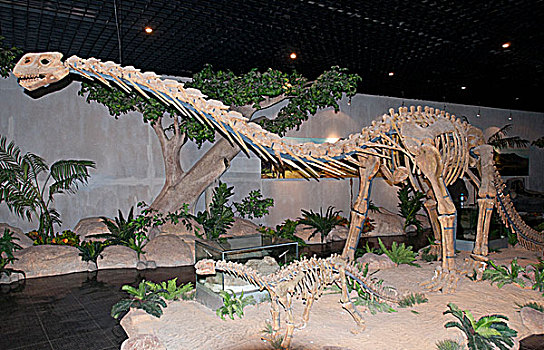 河南济源恐龙化石